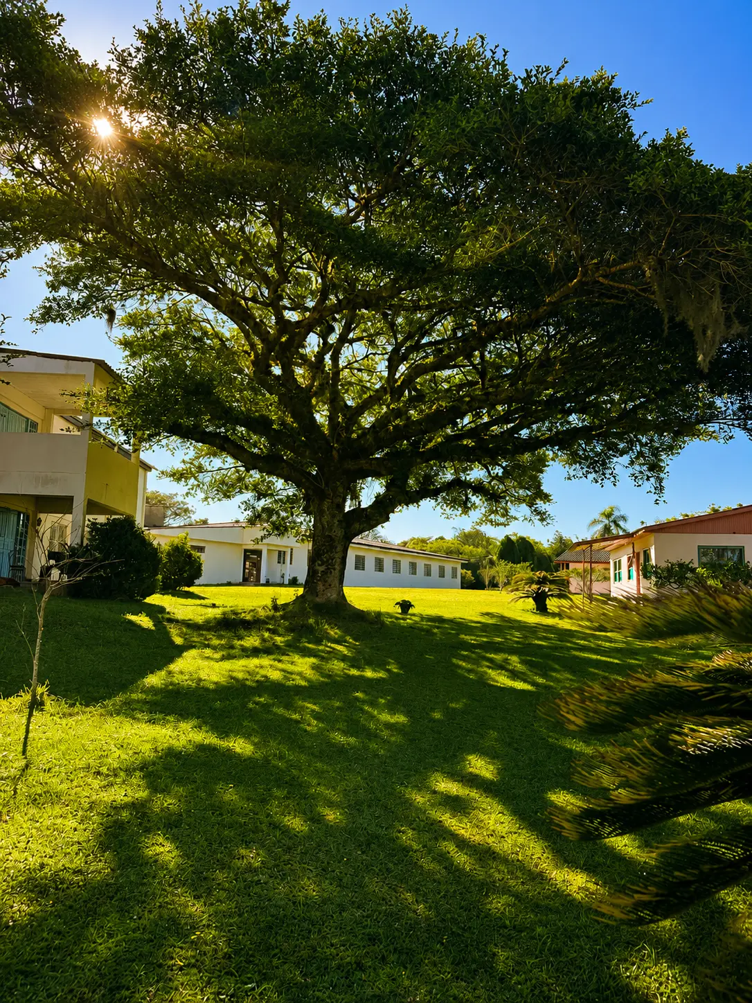 Árvore centenária com sol atravessando a copa e alojamentos ao fundo no sítio da Unidade Mestra Ánanda Dáksina